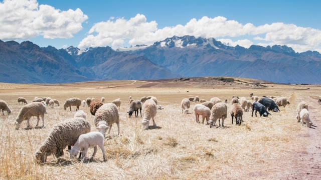 2015-10-Life-of-Pix-free-stock-photos-sheeps-mountain-landscape-field-BlakeVerdoorn