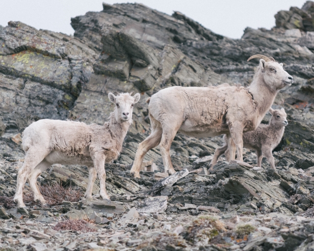 2015-12-Life-of-Pix-free-stock-photos-mountains-goats-animals-BlakeVerdoorn