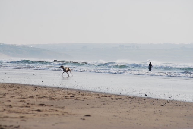 life-of-pix-free-stock-photos-godrevy-shoreline-dog-sea-beachmuser
